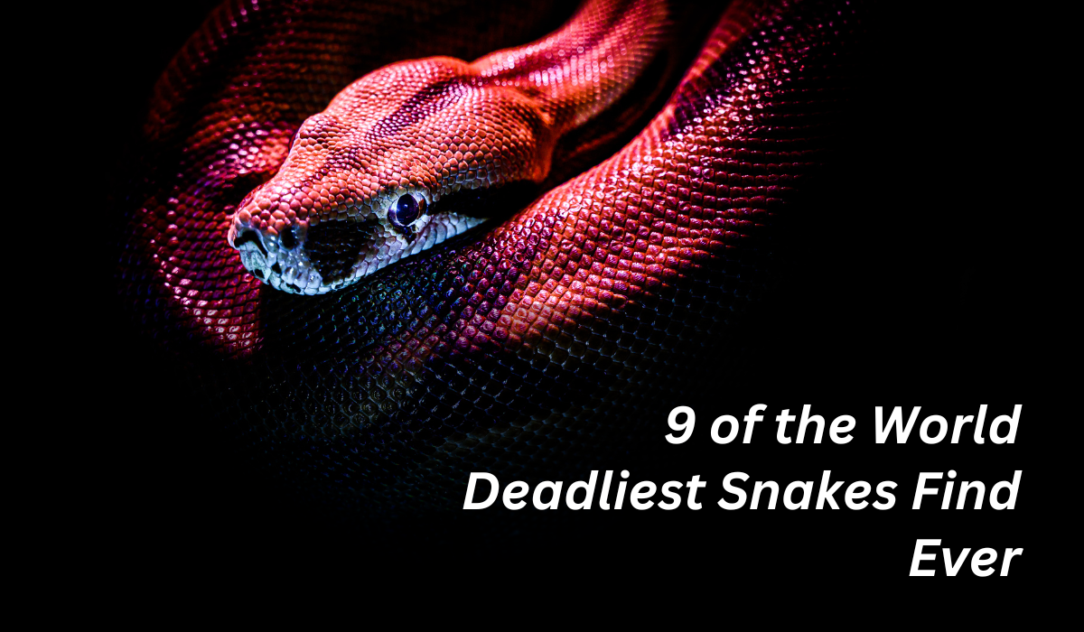 9 of the World Deadliest Snakes Find Ever